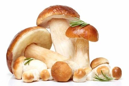 Белые грибы