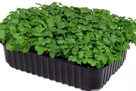 Микрозелень брокколи