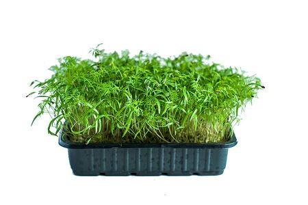 Микрозелень укропа