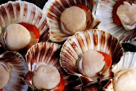 Морской гребешок