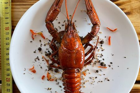 Гигантские вареные раки