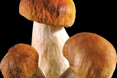 Белые грибы