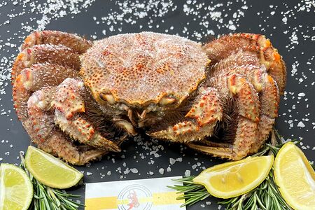 Краб волосатик целый