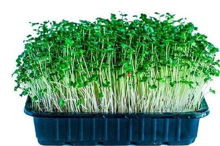 Микрозелень гороха мадрас