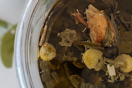 Чай липовый с медом