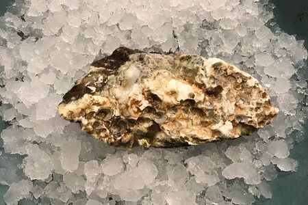 Ромаринкая устрица