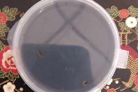 Соевый соус