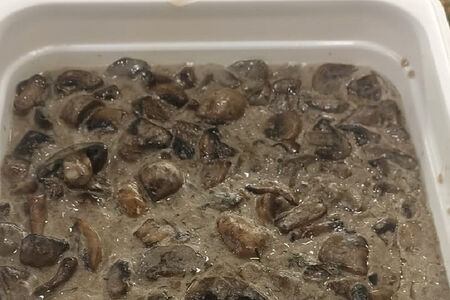 Шампиньоны в сливочном соусе