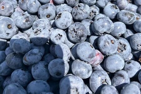 Голубика свежая Очень сладкая