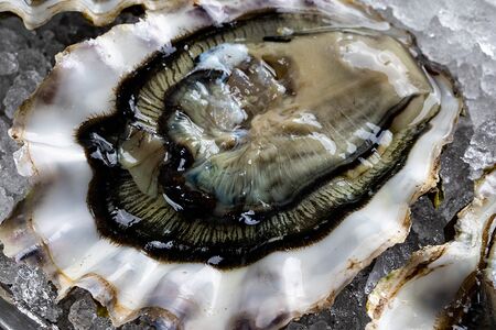 Устрица дальневосточная