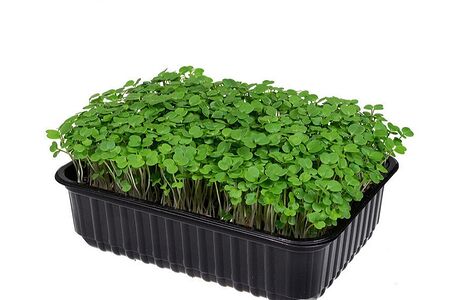 Микрозелень руколы