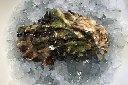 Хасанская устрица