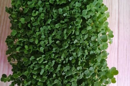 Микрозелень красной капусты