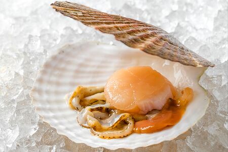 Гребешок живой