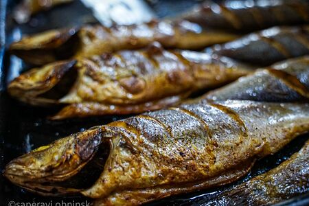 Форель речная