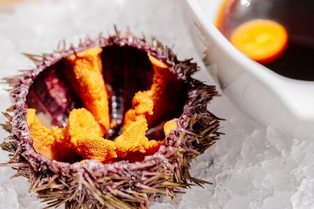 Морские ежи