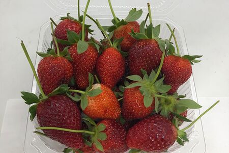 Свежая клубника