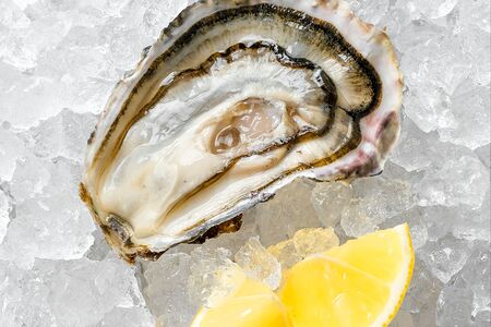 Устрица Люмьер