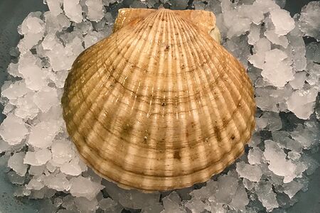 Сахалинский гребешок