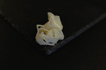 Имбирь белый