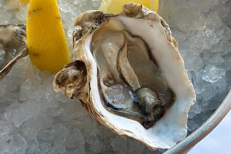 Устрица Кайсо