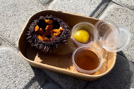 Сет Морской еж