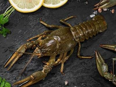 Деликатесный