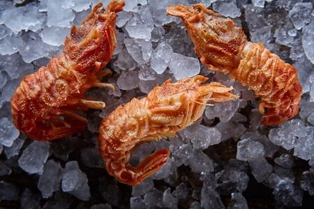 Медведка вареная