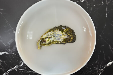 Устрица Джоли