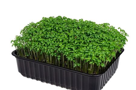 Микрозелень мизуны (мицуны) 