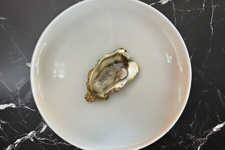 Устрица Маака