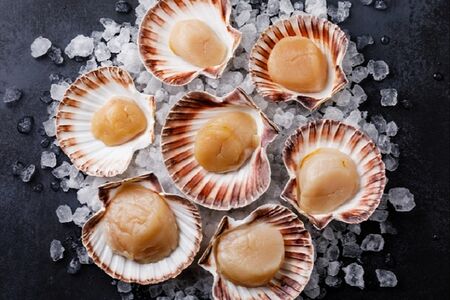 Морские гребешки