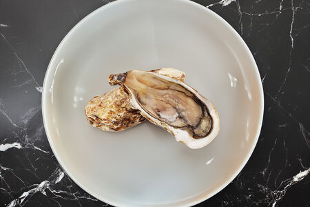 Устрица императорская средняя