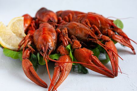 Раки средние вареные